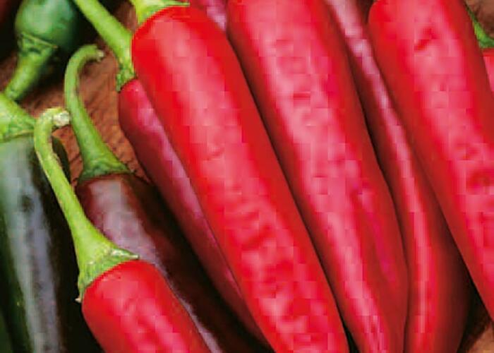 Paprika chilli 'Gutera' - Capsicum annuum 'Gutera'