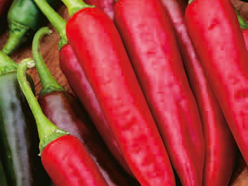 Paprika chilli 'Gutera' - Capsicum annuum 'Gutera'