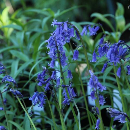 Hyacintovec britský - Hyacinthoides non-scripta