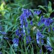 Hyacintovec britský - Hyacinthoides non-scripta