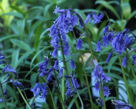 Hyacintovec britský