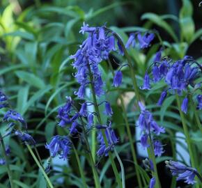 Hyacintovec britský - Hyacinthoides non-scripta