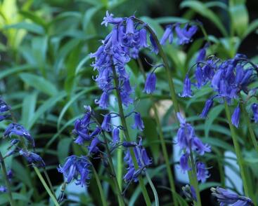 Hyacintovec britský