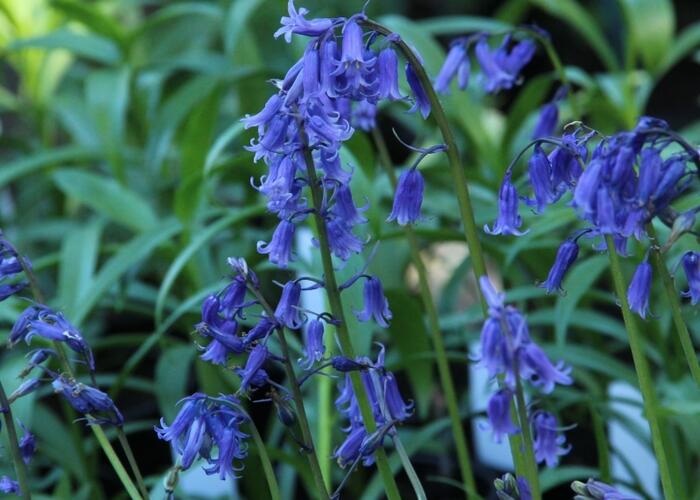 Hyacintovec britský - Hyacinthoides non-scripta