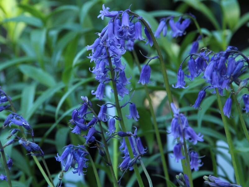 Hyacintovec britský - Hyacinthoides non-scripta
