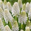 Modřenec 'White Magic' - Muscari aucheri 'White Magic'