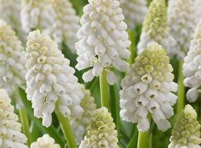Modřenec 'White Magic' - Muscari aucheri 'White Magic'