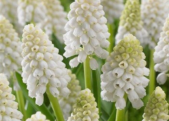 Modřenec 'White Magic' - Muscari aucheri 'White Magic'