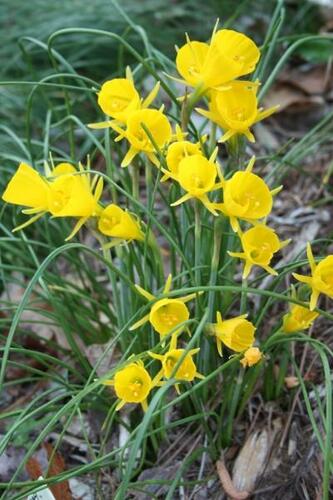 Narcis 'Golden Bells' - Narcissus bulbocodium 'Golden Bells'