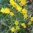 Narcis 'Golden Bells' - Narcissus bulbocodium 'Golden Bells'