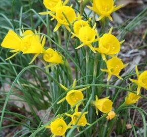 Narcis 'Golden Bells' - Narcissus bulbocodium 'Golden Bells'