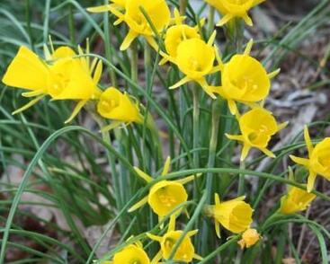 Narcis 'Golden Bells'