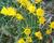 Narcis 'Golden Bells'