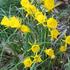 narcis-golden-bells.jpg