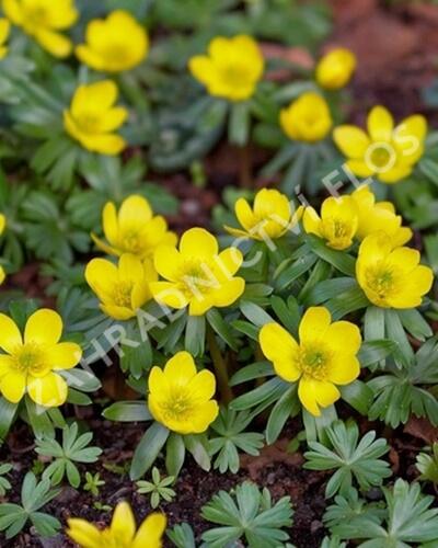 Talovín zimní - Eranthis hyemalis