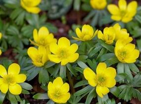 Talovín zimní - Eranthis hyemalis