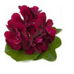 Muškát, pelargonie převislá plnokvětá 'Double Magenta' - Pelargonium peltatum 'Double Magenta'