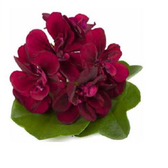 Muškát, pelargonie převislá plnokvětá 'Double Magenta' - Pelargonium peltatum 'Double Magenta'