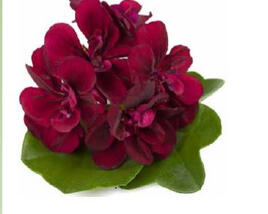 Muškát, pelargonie převislá plnokvětá 'Double Magenta'