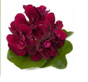 Muškát, pelargonie převislá plnokvětá 'Double Magenta'