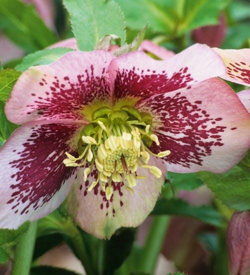 Čemeřice východní 'Pretty EllenSpotted' - Helleborus orientalis 'Pretty Ellen Spotted'