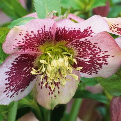 Čemeřice východní 'Pretty Ellen Spotted' - Helleborus orientalis 'Pretty Ellen Spotted'