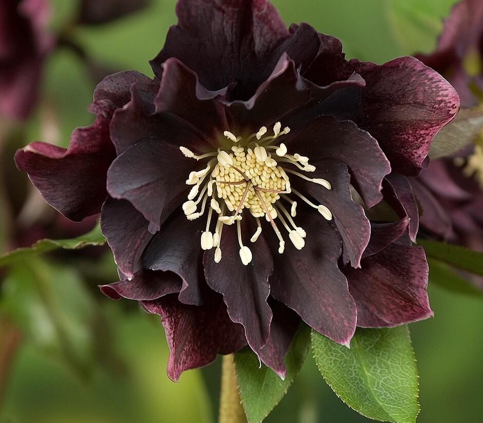 Čemeřice východní 'Double Ellen Purple' - Helleborus orientalis 'Double Ellen Purple'