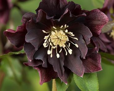 Čemeřice východní 'Double Ellen Purple'