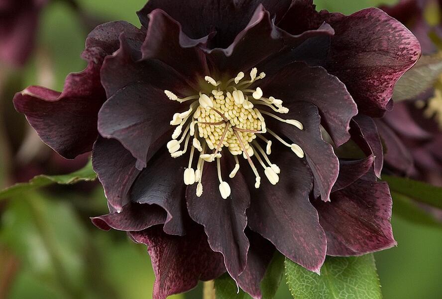 Čemeřice východní 'Double Ellen Purple' - Helleborus orientalis 'Double Ellen Purple'