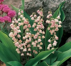 Konvalinka vonná 'Rosea' - Convallaria majalis 'Rosea'