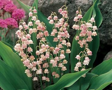 Konvalinka vonná 'Rosea'