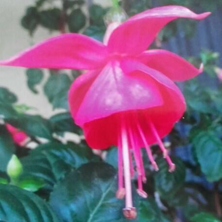 Fuchsie, čílko 'Albi' - Fuchsia hybrida 'Albi'