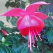 Fuchsie, čílko 'Albi' - Fuchsia hybrida 'Albi'