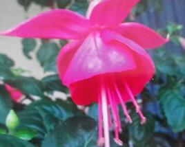 Fuchsie, čílko 'Albi'
