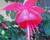 Fuchsie, čílko 'Albi'
