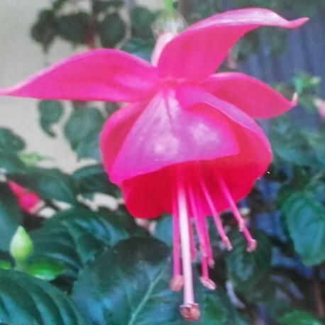 Fuchsie, čílko 'Albi' - Fuchsia hybrida 'Albi'