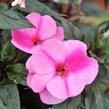 Netýkavka 'Magnum Lavender Splash' - Impatiens Neu Guinea 'Magnum Lavender Splash'