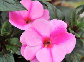 Netýkavka, balzamína 'Magnum Lavender Splash' - Impatiens Neu Guinea 'Magnum Lavender Splash'