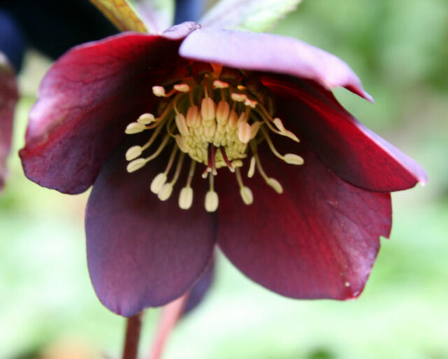 Čemeřice východní 'Pretty Ellen Red' - Helleborus orientalis 'Pretty Ellen Red'