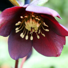 Čemeřice východní 'Pretty Ellen Red' - Helleborus orientalis 'Pretty Ellen Red'