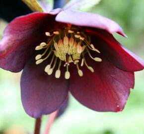 Čemeřice východní 'Pretty Ellen Red' - Helleborus orientalis 'Pretty Ellen Red'