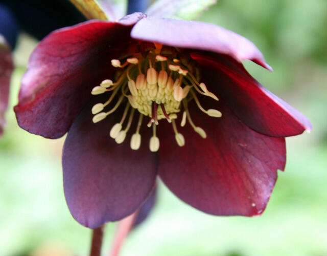 Čemeřice východní 'Pretty Ellen Red' - Helleborus orientalis 'Pretty Ellen Red'
