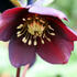 cemerice-vychodni-pretty-ellen-red.jpg