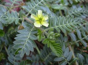 Kotvičník zemní - Tribulus terrestris