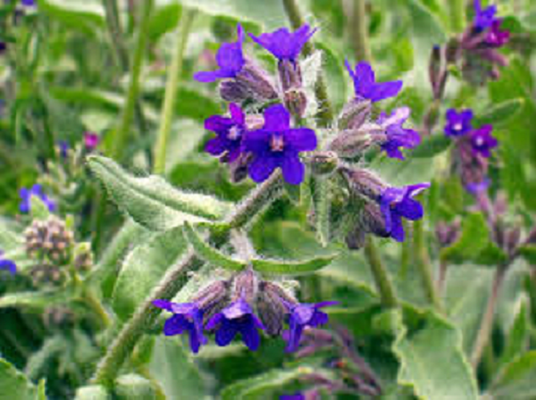 Pilát lékařský - Anchusa officinalis