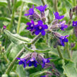 Pilát lékařský - Anchusa officinalis