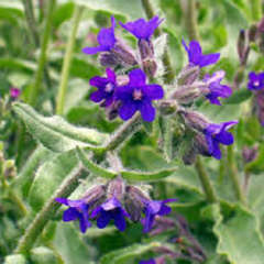 Pilát lékařský - Anchusa officinalis