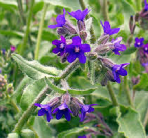 Pilát lékařský - Anchusa officinalis