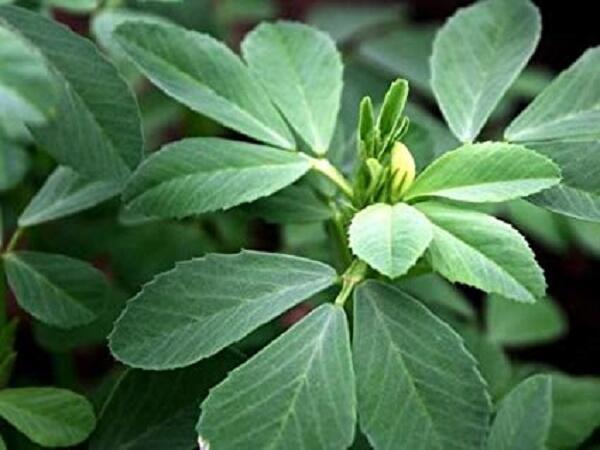 Pískavice řecké seno - Trigonella foenum graecum
