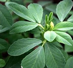 Pískavice řecké seno - Trigonella foenum graecum